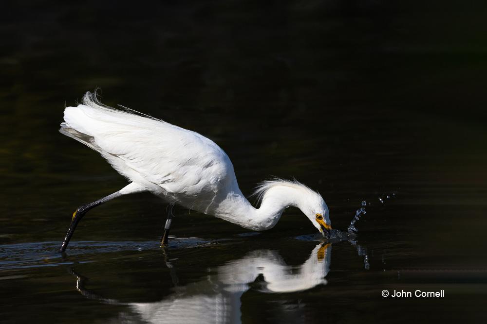 Egret;Egretta thula;Snowy Egret, avifauna, bird, birds, color image, color photograph, Egret, Egretta thula, feather, feathered, feathers, foraging, hunting, natural, nature, One, outdoor, outdoors, searching, Snowy Egret, wild, wilderness, wildlife